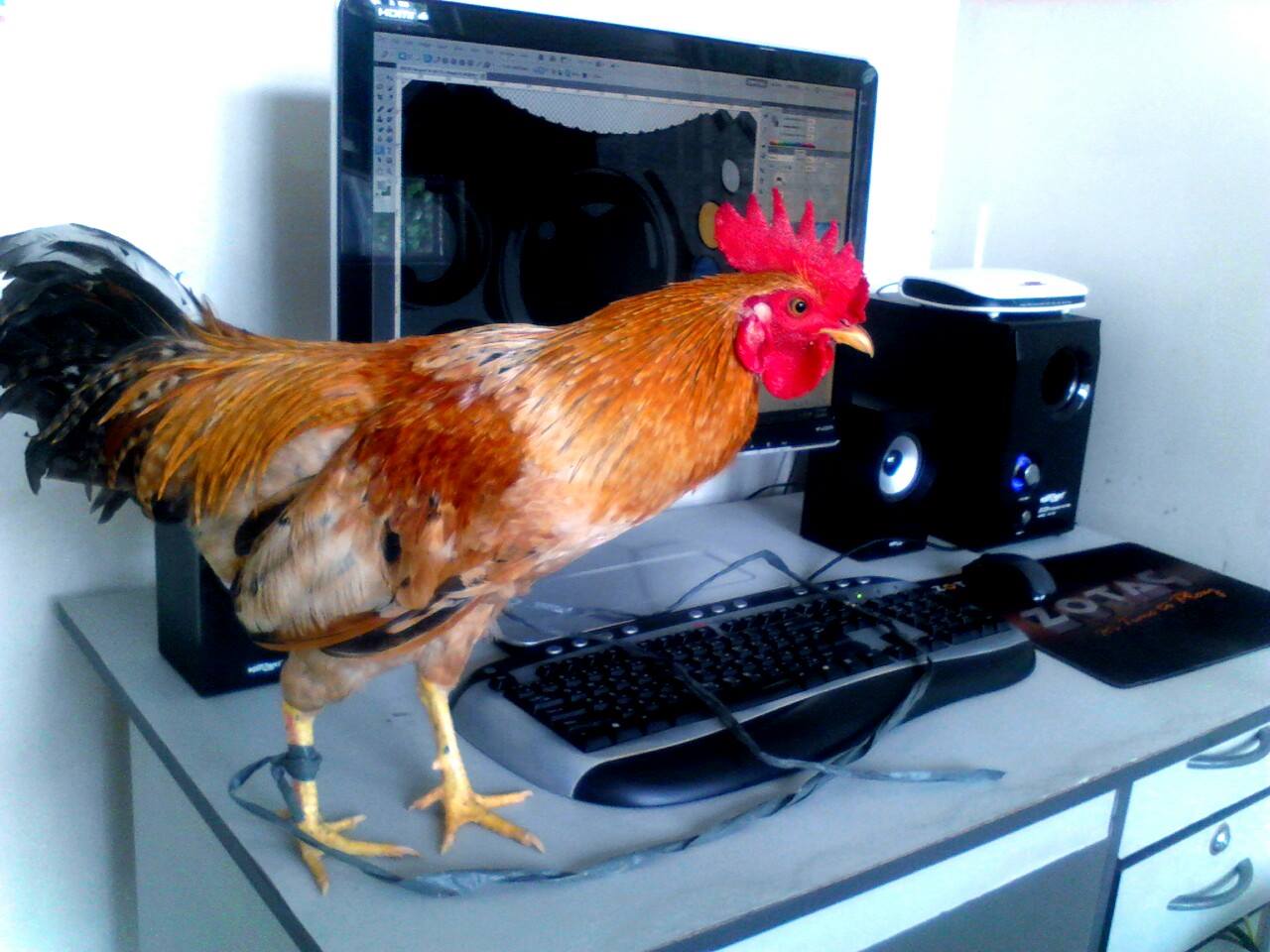 My workstation and my homie