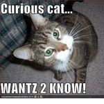 curiouscat2