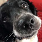 Hounders67