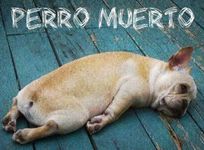 Perro_Muerto